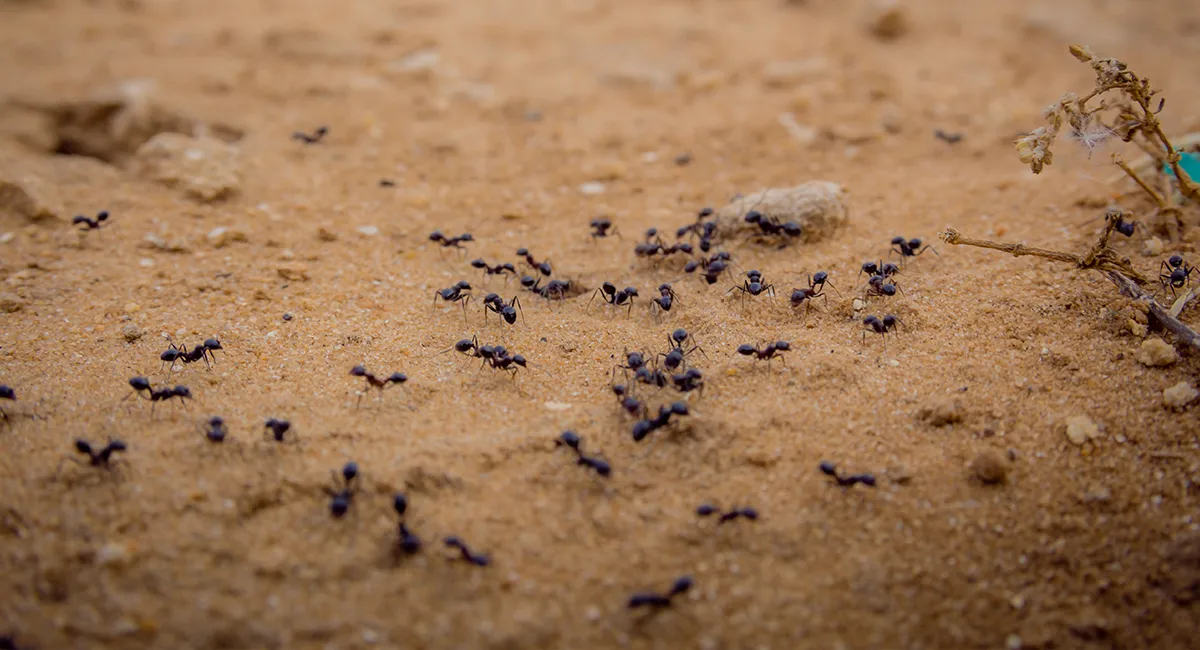 Discover the Hidden Spiritual Significance of Dreaming About Ants
