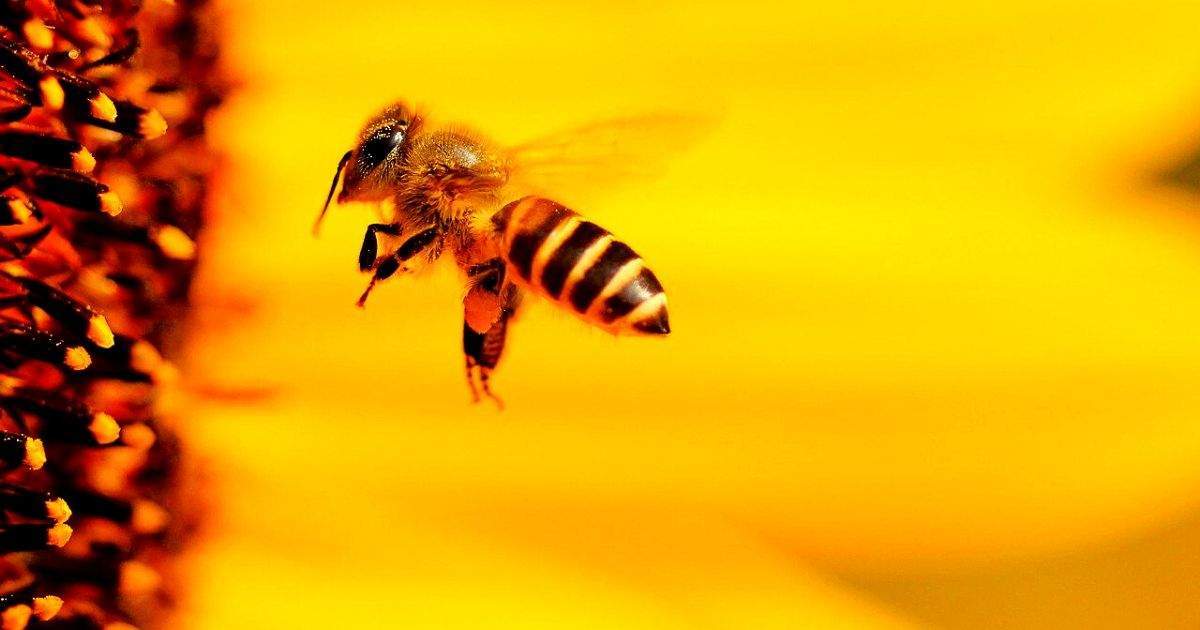 The Symbolic Power of Bees and How They Connect You to Your Twin Flame