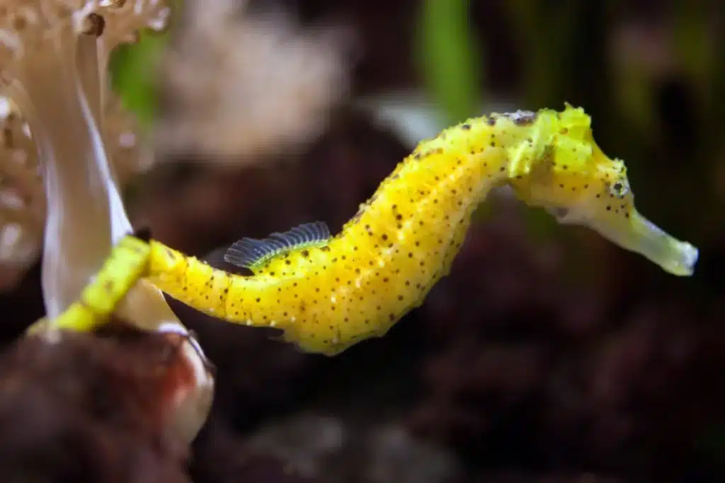 Biblical Significance of the Seahorse
