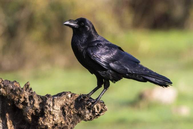 ymbolic Significance of the Single Black Crow