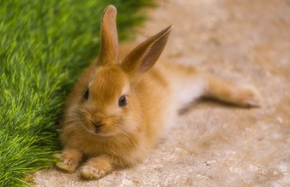 Discover the Hidden Symbolic Significance of a Brown Rabbit