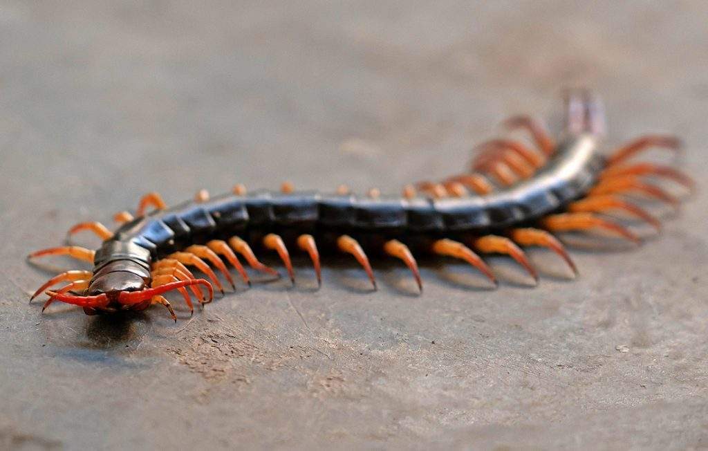 Unlock the Hidden Power of Centipede Spirituality