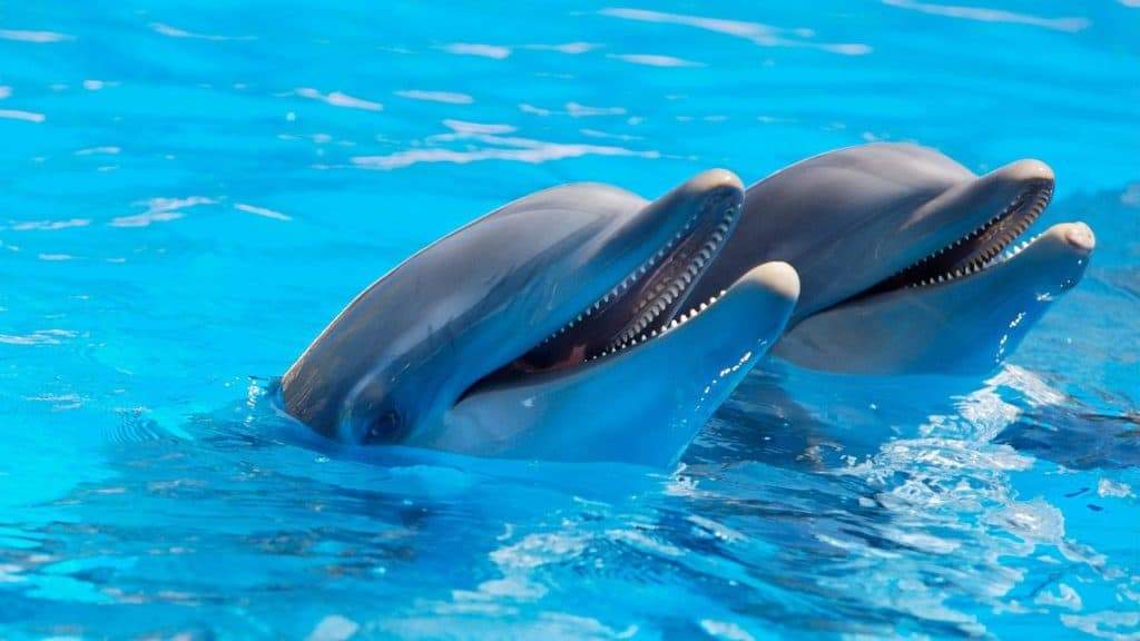 Mysterious Symbolism Behind Dreaming of Dolphins