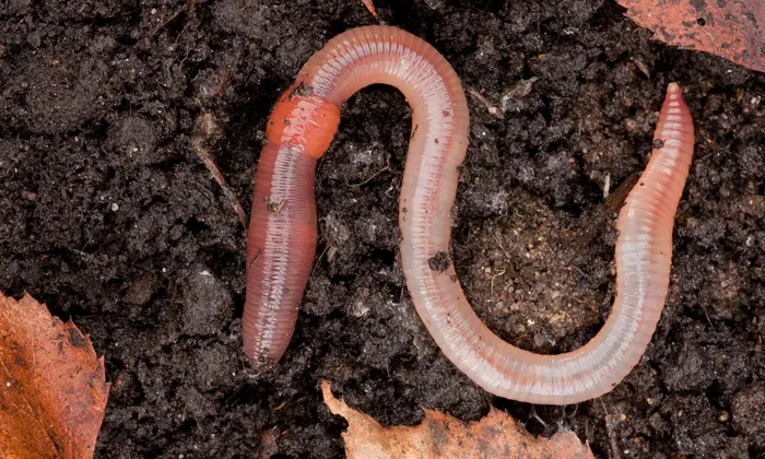 Discover the Hidden Spiritual Significance of Earthworms: Uncovering a Deeper Connection to Nature