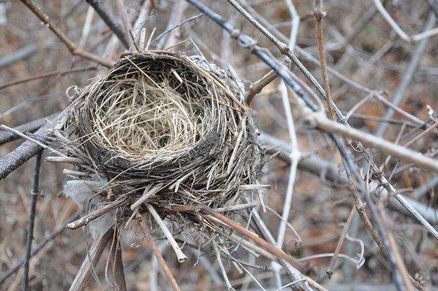 Discovering the Spiritual Significance of an Empty Bird's Nest