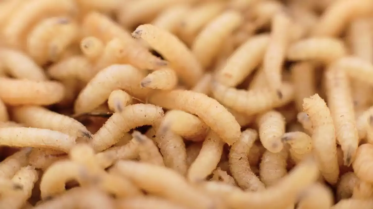 Exploring the Deeply Spiritual Significance of Maggots in Dreams