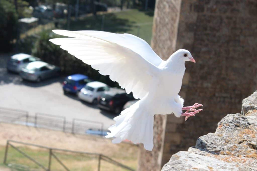 The Symbolic Significance of the White Pigeon