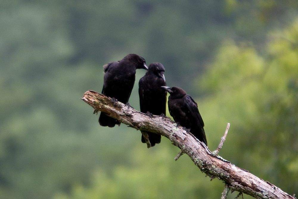Symbolism of 3 Crows