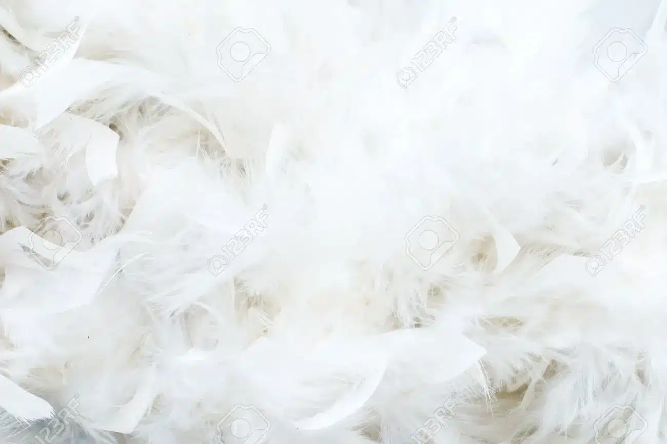 Discover the Spiritual Significance of the White Feather