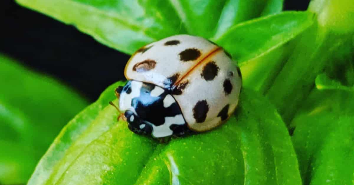 The Symbolism of the White Ladybug
