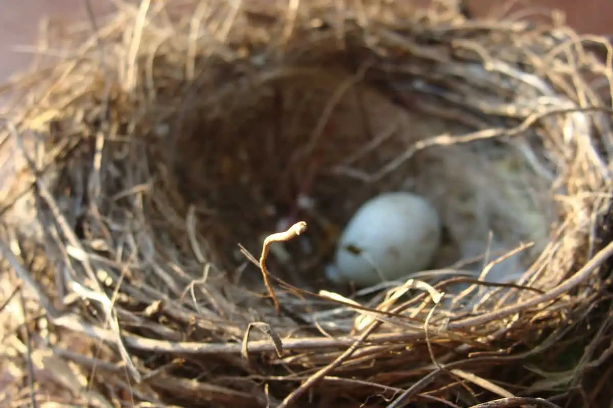 Exploring the Hidden Meaning Behind Bird's Nests and Their Precious Eggs