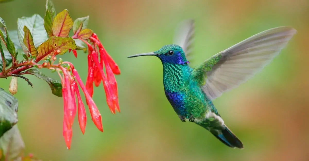 A Miracle in the Sky: God Sends a Hummingbird to Bring Hope and Joy.