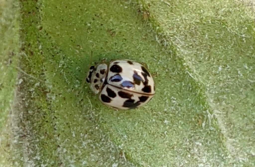 The Mystical Significance of the Black and White Ladybug