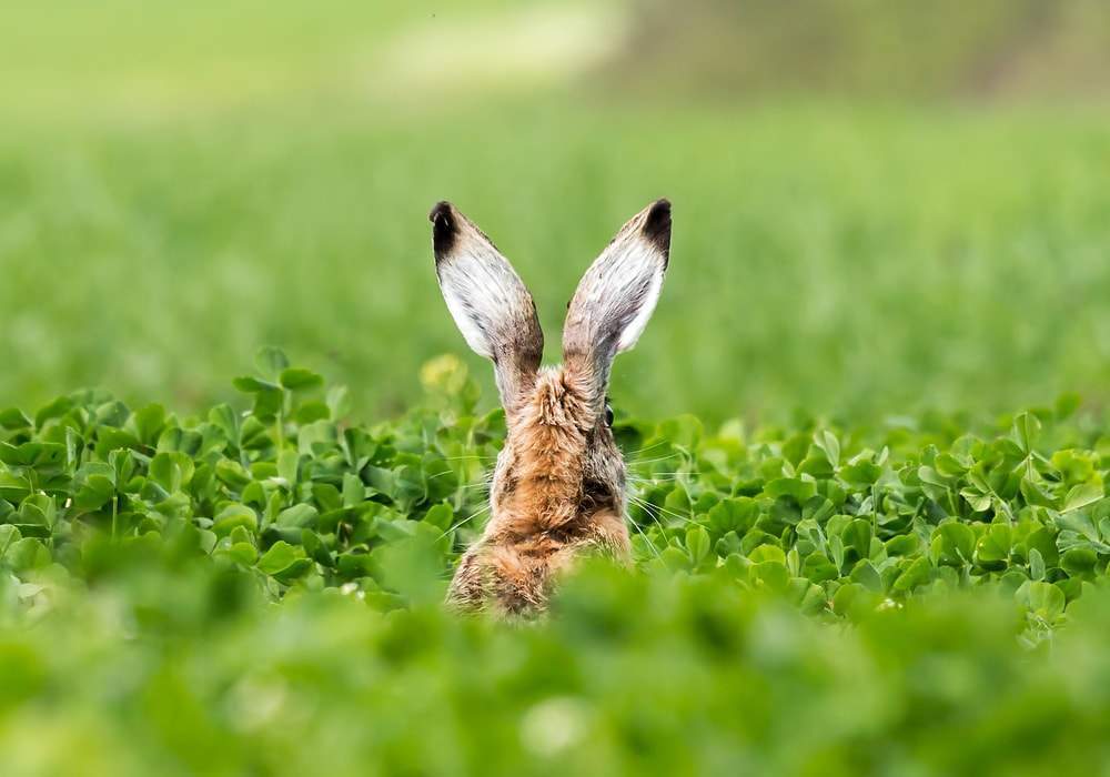 Uncovering the Spiritual Significance of a Rabbit Crossing Your Path